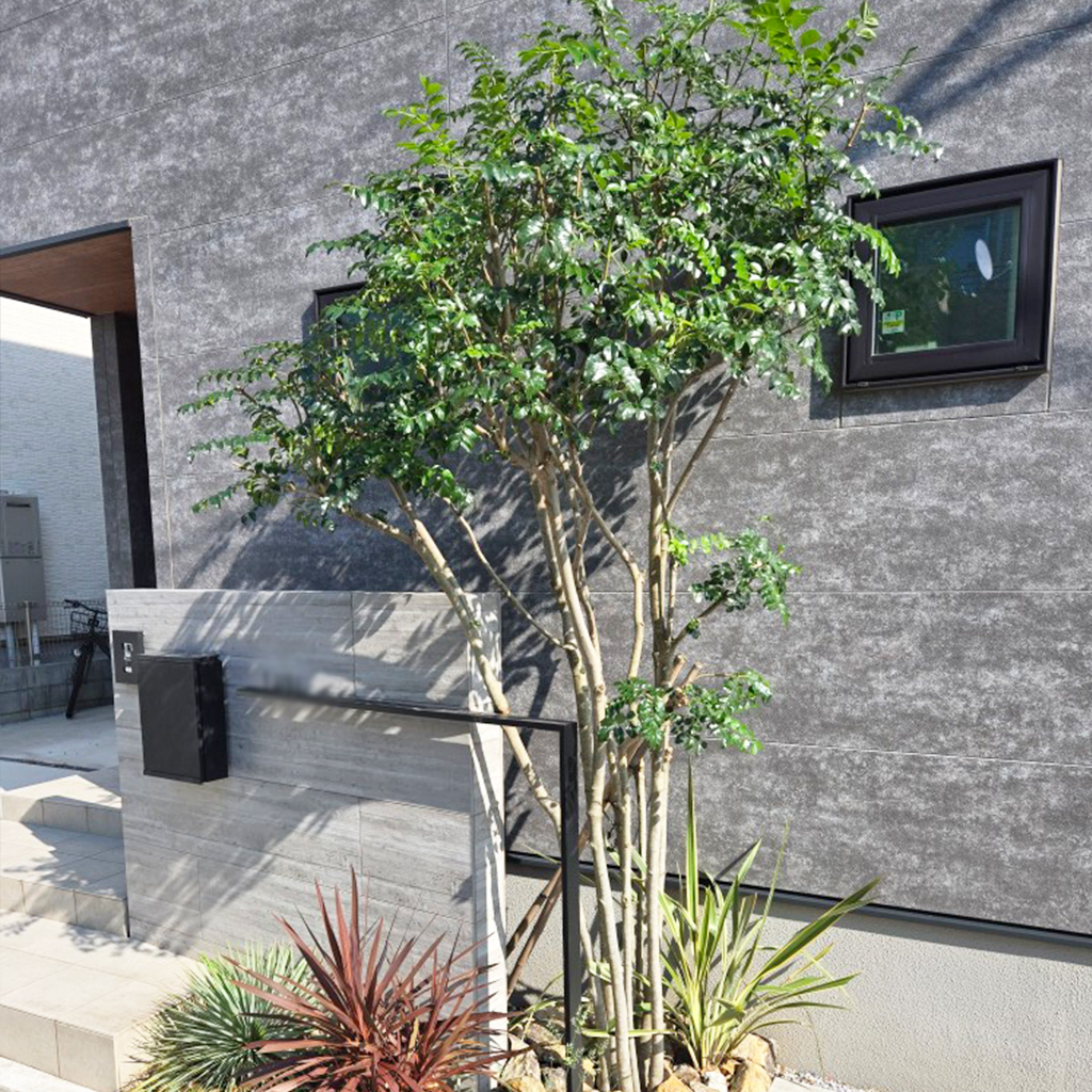 伸びすぎた植物の取り換えと剪定で、玄関の印象を一新