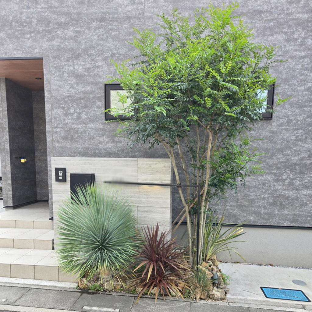 伸びすぎた植物の取り換えと剪定で、玄関の印象を一新